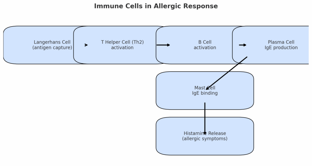 Conventional allergy flow chart